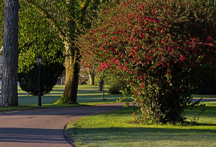 Ein sonnenbeschienener Parkweg nahe Schloss Saareck, geschmückt mit einem Laternenpfahl, wird von Bäumen und einem mit roten Blüten blühenden Busch gesäumt und schafft so eine reizvolle Parklandschaft.