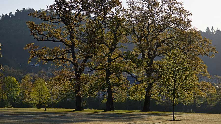 Drei große Bäume stehen auf einer Wiese und vermitteln ein Gefühl der Entspannung, mit Hügeln und kleineren Bäumen im Hintergrund unter einem klaren Himmel.